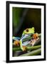 Red Eyed Tree Frog, Costa Rica-Paul Souders-Framed Photographic Print