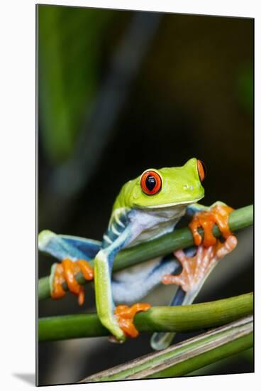 Red Eyed Tree Frog, Costa Rica-Paul Souders-Mounted Photographic Print