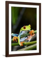 Red Eyed Tree Frog, Costa Rica-Paul Souders-Framed Photographic Print