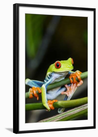 Red Eyed Tree Frog, Costa Rica-Paul Souders-Framed Photographic Print