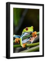 Red Eyed Tree Frog, Costa Rica-Paul Souders-Framed Photographic Print