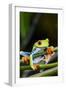 Red Eyed Tree Frog, Costa Rica-Paul Souders-Framed Photographic Print