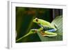 Red Eyed Tree Frog, Costa Rica-Paul Souders-Framed Photographic Print