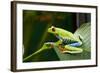 Red Eyed Tree Frog, Costa Rica-Paul Souders-Framed Photographic Print