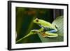 Red Eyed Tree Frog, Costa Rica-Paul Souders-Framed Photographic Print