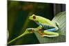 Red Eyed Tree Frog, Costa Rica-Paul Souders-Mounted Photographic Print