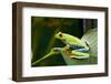 Red Eyed Tree Frog, Costa Rica-Paul Souders-Framed Photographic Print