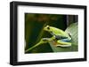 Red Eyed Tree Frog, Costa Rica-Paul Souders-Framed Photographic Print