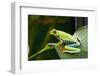 Red Eyed Tree Frog, Costa Rica-Paul Souders-Framed Photographic Print