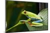 Red Eyed Tree Frog, Costa Rica-Paul Souders-Mounted Photographic Print