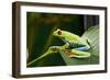 Red Eyed Tree Frog, Costa Rica-Paul Souders-Framed Photographic Print