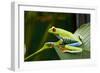 Red Eyed Tree Frog, Costa Rica-Paul Souders-Framed Photographic Print