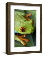 Red Eyed Tree Frog, Costa Rica-Paul Souders-Framed Photographic Print