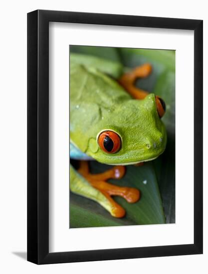 Red Eyed Tree Frog, Costa Rica-Paul Souders-Framed Photographic Print