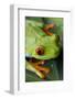 Red Eyed Tree Frog, Costa Rica-Paul Souders-Framed Photographic Print