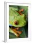 Red Eyed Tree Frog, Costa Rica-Paul Souders-Framed Photographic Print