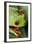 Red Eyed Tree Frog, Costa Rica-Paul Souders-Framed Photographic Print