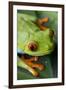 Red Eyed Tree Frog, Costa Rica-Paul Souders-Framed Photographic Print