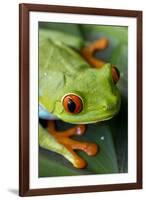 Red Eyed Tree Frog, Costa Rica-Paul Souders-Framed Photographic Print