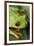 Red Eyed Tree Frog, Costa Rica-Paul Souders-Framed Photographic Print