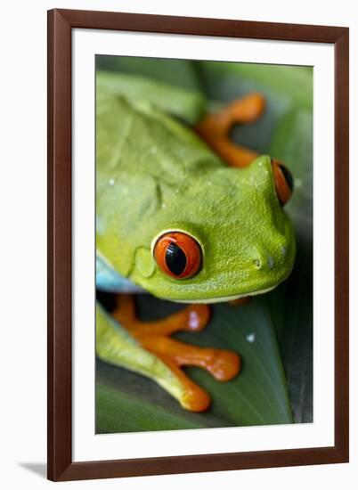 Red Eyed Tree Frog, Costa Rica-Paul Souders-Framed Photographic Print