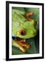 Red Eyed Tree Frog, Costa Rica-Paul Souders-Framed Photographic Print