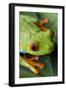 Red Eyed Tree Frog, Costa Rica-Paul Souders-Framed Photographic Print