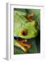 Red Eyed Tree Frog, Costa Rica-Paul Souders-Framed Photographic Print