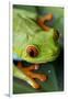 Red Eyed Tree Frog, Costa Rica-Paul Souders-Framed Photographic Print