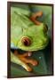 Red Eyed Tree Frog, Costa Rica-Paul Souders-Framed Photographic Print