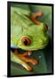 Red Eyed Tree Frog, Costa Rica-Paul Souders-Framed Photographic Print