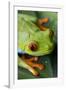 Red Eyed Tree Frog, Costa Rica-Paul Souders-Framed Photographic Print