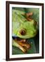 Red Eyed Tree Frog, Costa Rica-Paul Souders-Framed Photographic Print