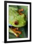 Red Eyed Tree Frog, Costa Rica-Paul Souders-Framed Photographic Print