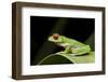 Red Eyed Tree Frog, Costa Rica-Paul Souders-Framed Photographic Print