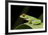 Red Eyed Tree Frog, Costa Rica-Paul Souders-Framed Photographic Print