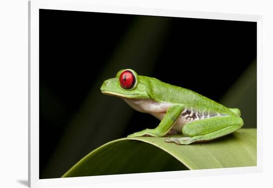 Red Eyed Tree Frog, Costa Rica-Paul Souders-Framed Photographic Print