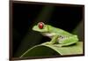 Red Eyed Tree Frog, Costa Rica-Paul Souders-Framed Photographic Print