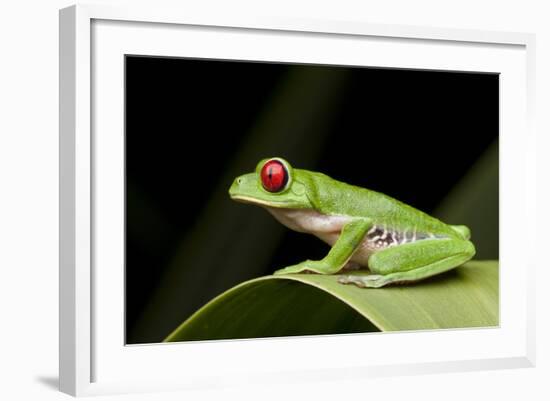 Red Eyed Tree Frog, Costa Rica-Paul Souders-Framed Photographic Print