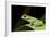 Red Eyed Tree Frog, Costa Rica-Paul Souders-Framed Photographic Print