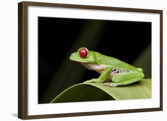 Red Eyed Tree Frog, Costa Rica-Paul Souders-Framed Photographic Print