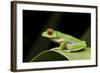 Red Eyed Tree Frog, Costa Rica-Paul Souders-Framed Photographic Print