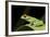 Red Eyed Tree Frog, Costa Rica-Paul Souders-Framed Photographic Print