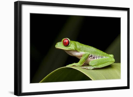 Red Eyed Tree Frog, Costa Rica-Paul Souders-Framed Photographic Print