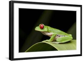 Red Eyed Tree Frog, Costa Rica-Paul Souders-Framed Photographic Print