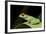 Red Eyed Tree Frog, Costa Rica-Paul Souders-Framed Photographic Print