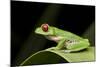 Red Eyed Tree Frog, Costa Rica-Paul Souders-Mounted Photographic Print