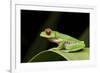 Red Eyed Tree Frog, Costa Rica-Paul Souders-Framed Photographic Print