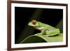 Red Eyed Tree Frog, Costa Rica-Paul Souders-Framed Photographic Print