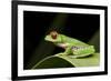 Red Eyed Tree Frog, Costa Rica-Paul Souders-Framed Photographic Print